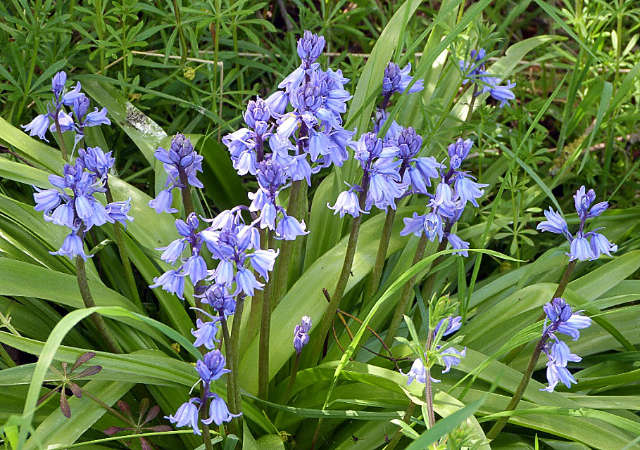 Bluebells