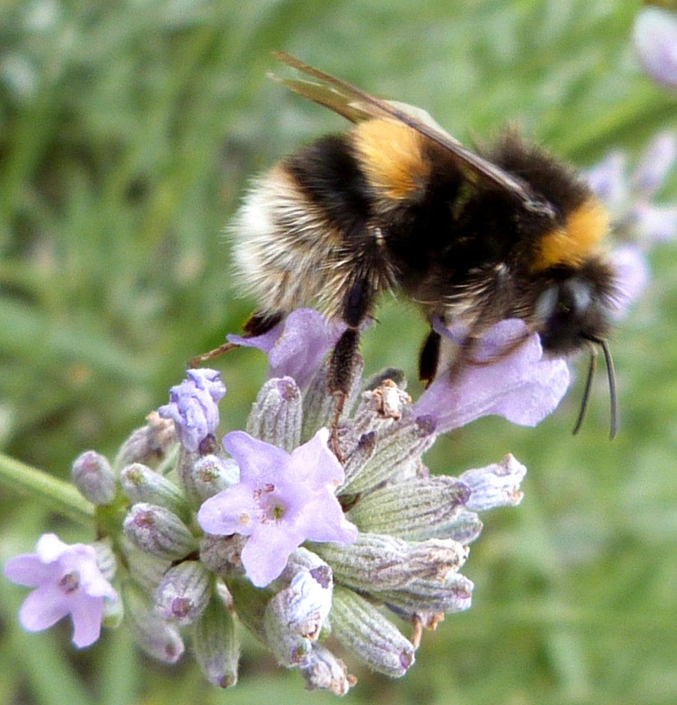 Bombus terrestris