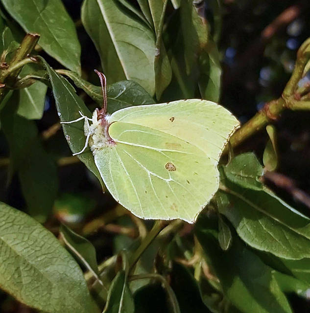 Brimstone Butterfly