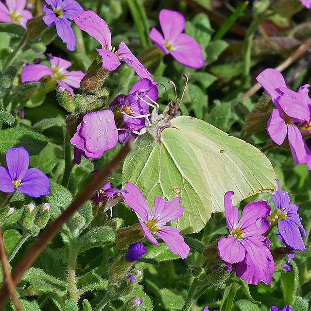 Brimstone Butterfly