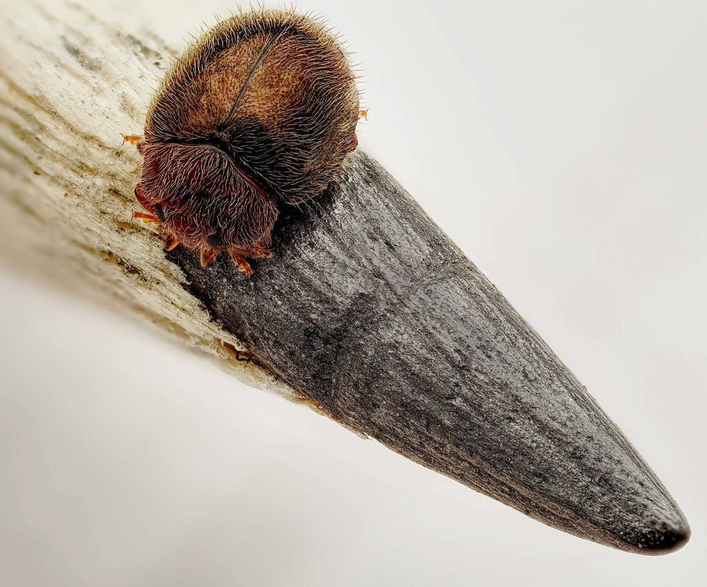 Bristly ladybird, Rhyzobius lophanthae
