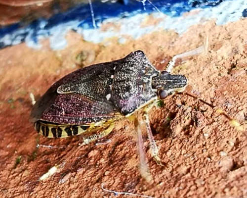 Brown Marmorated Stink Bug