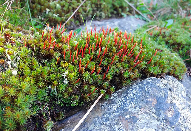 Bryophytes