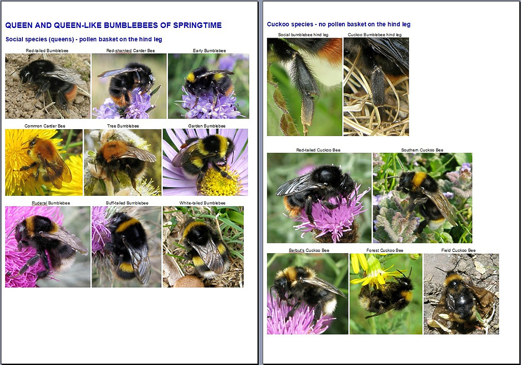 Bumblebees