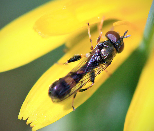 Butterbur Hoverfly