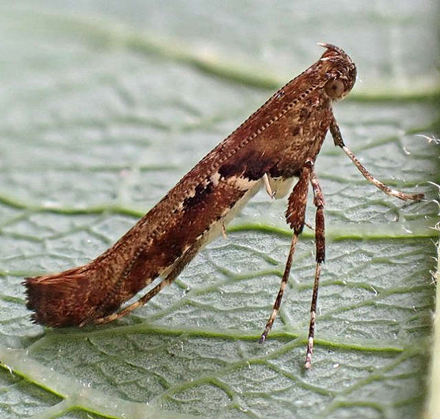 Caloptilia semifascia