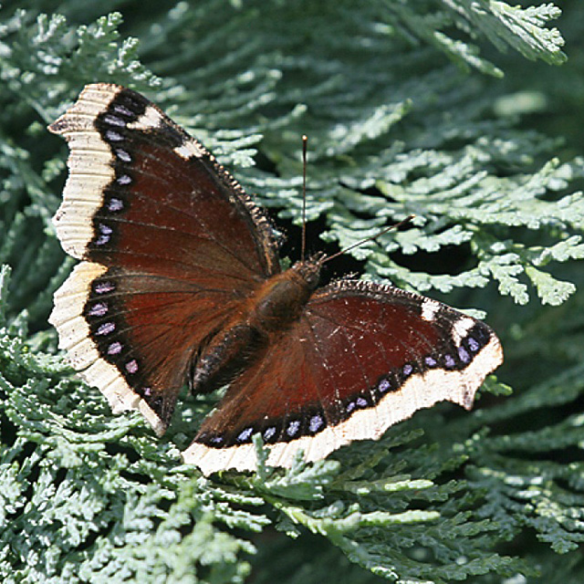 Camberwell Beauty