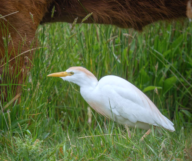 Cattle Egret