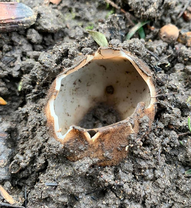 Cedar Cup