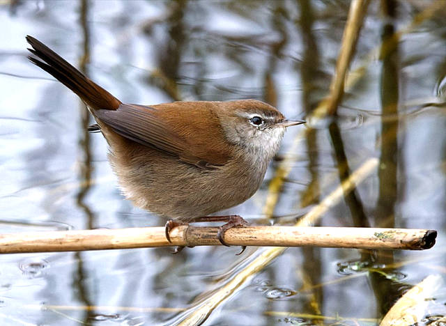 Cetti's Warbler