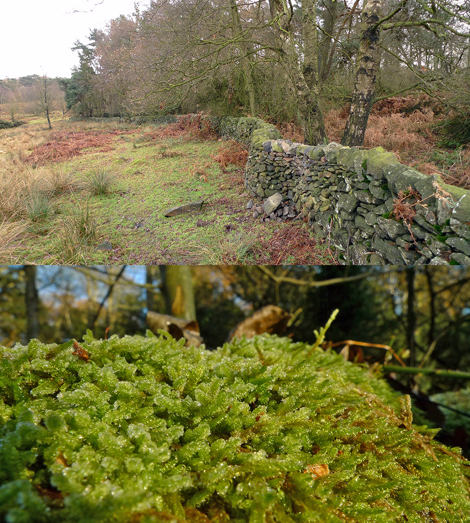 Charnwood Lodge