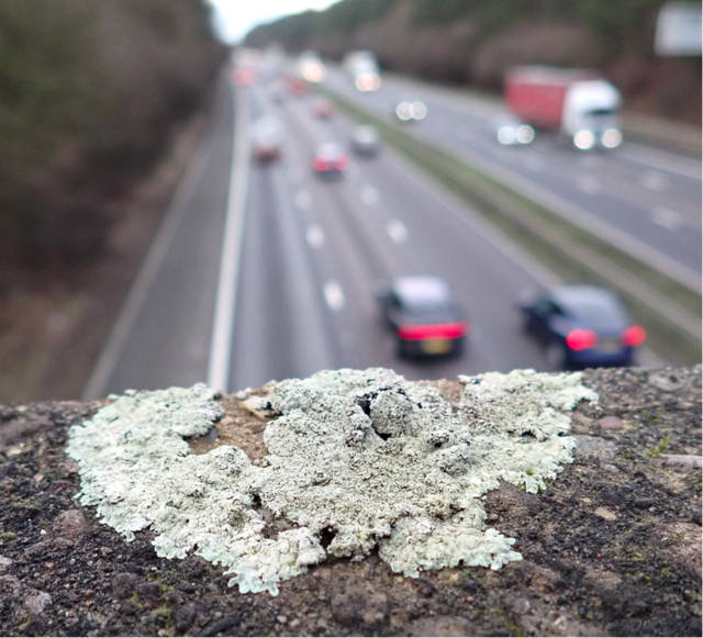 Chewing Gum Lichen
