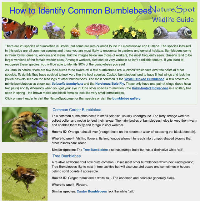 How to Identify Common Bumblebees