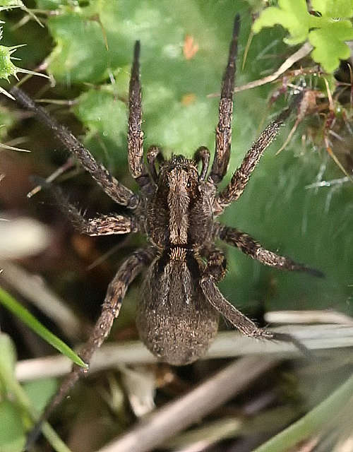 Common Fox Spider