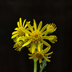 Common Ragwort
