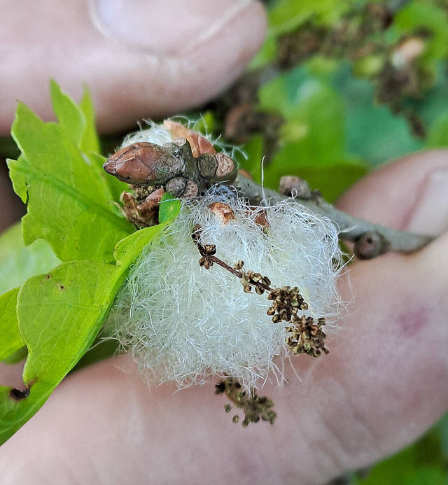 Cotton-wool Gall