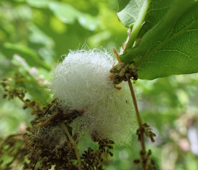 Cottonwool Gall