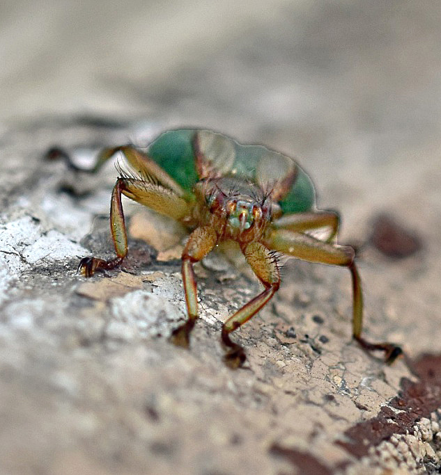 Crataerina pallida