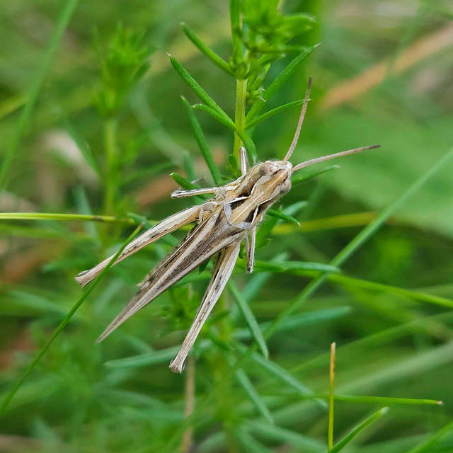 Cropston Wildlife Verge in 2024