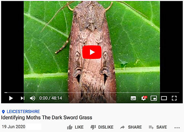 Dark Sword Grass