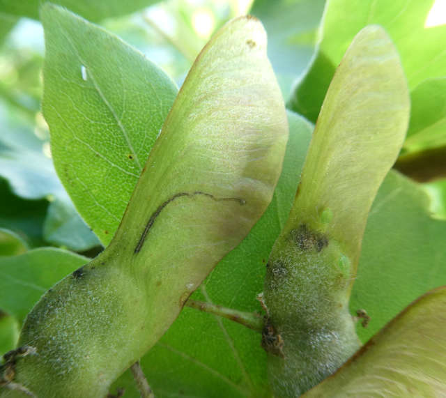 Ectoedemia louisella