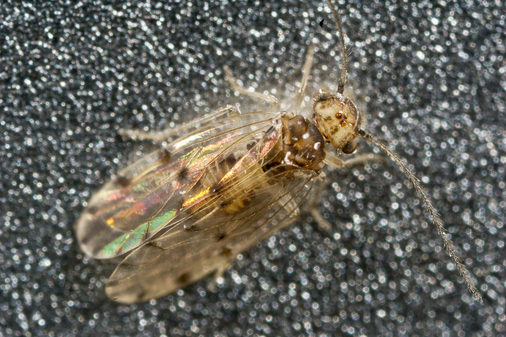 Ectopsocus petersi
