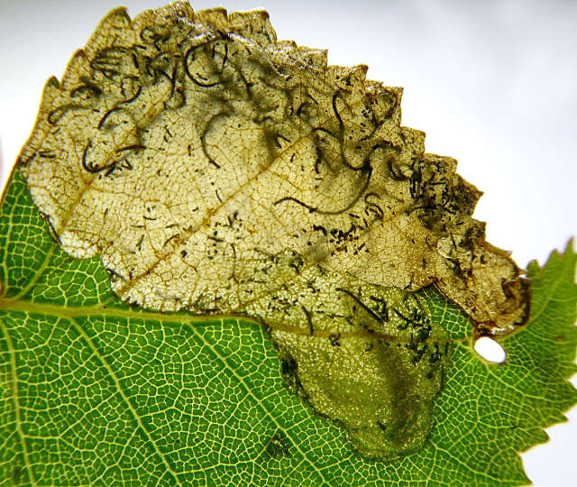 Eriocrania semipurpurella