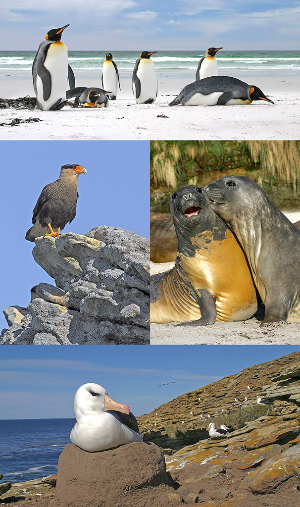 Falklands