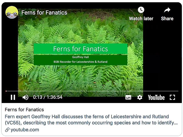 Ferns for Fanatics