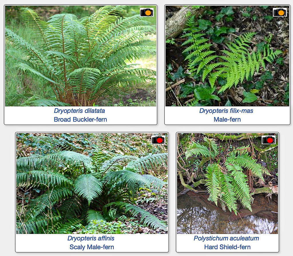 Fern