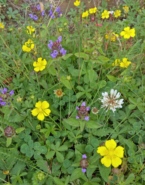 Cropston Wildlife Verge