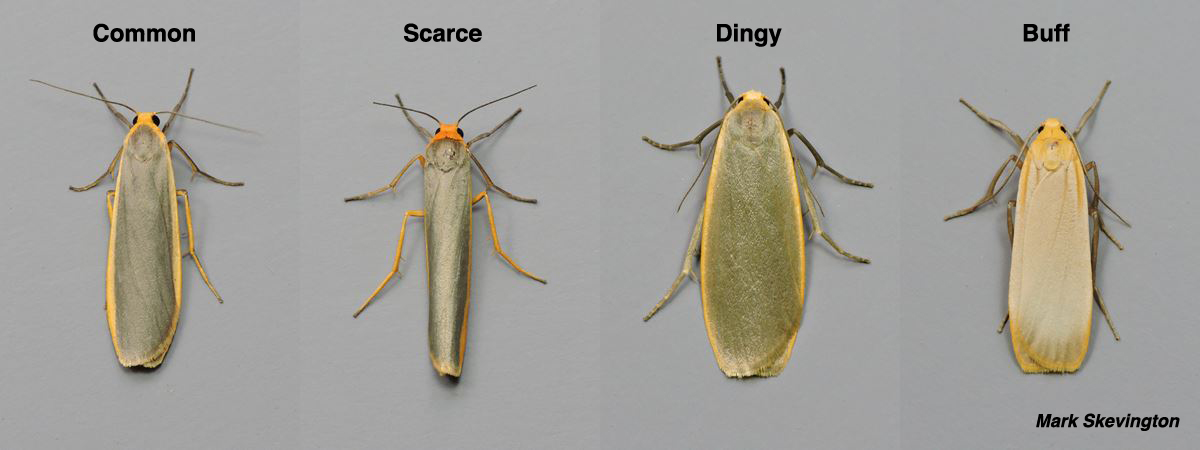 Footman Moths