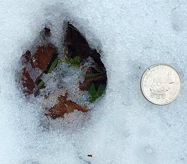 Fox print