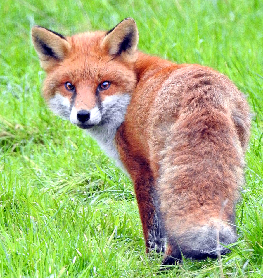 Fox