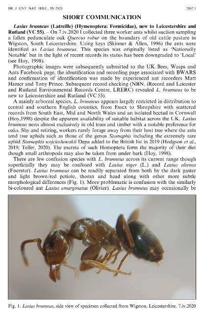 Gamble Lasius brunneus