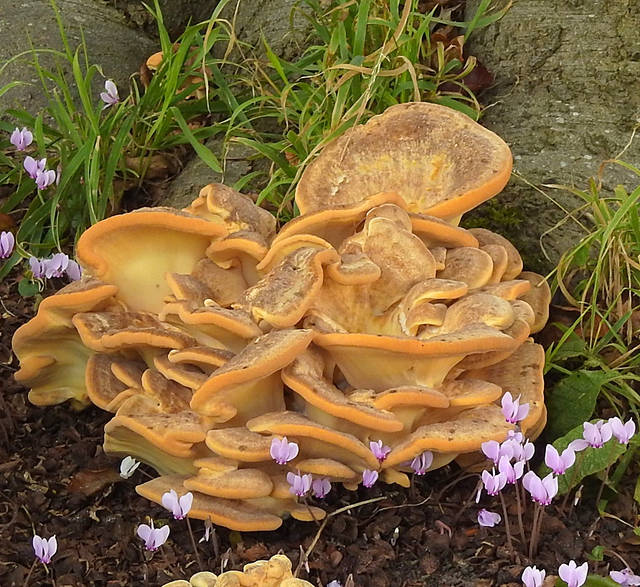 Giant Polypore Meripilus giganteus