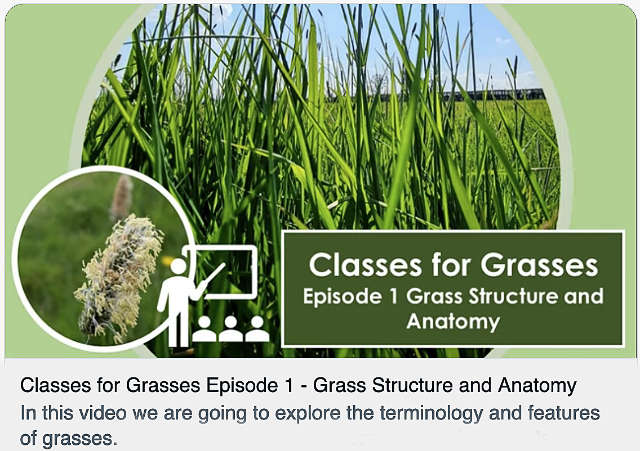 Grass Structure and Anatomy
