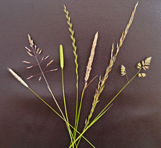 Grasses