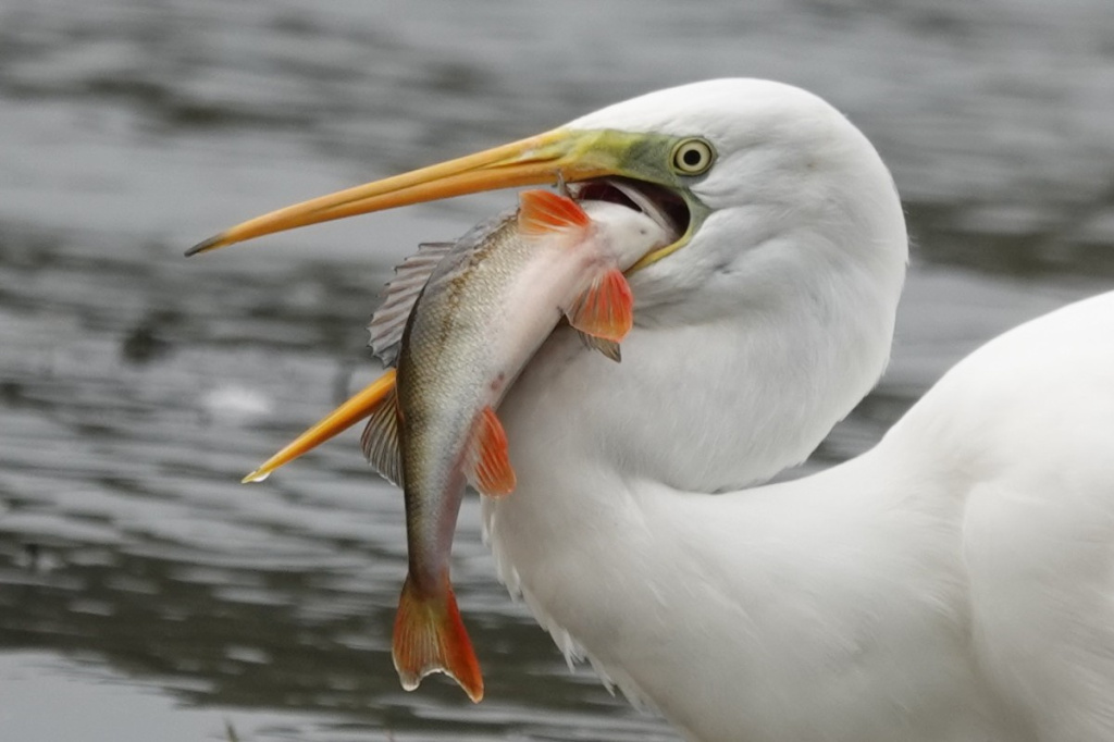 Great White Egret with Perch
