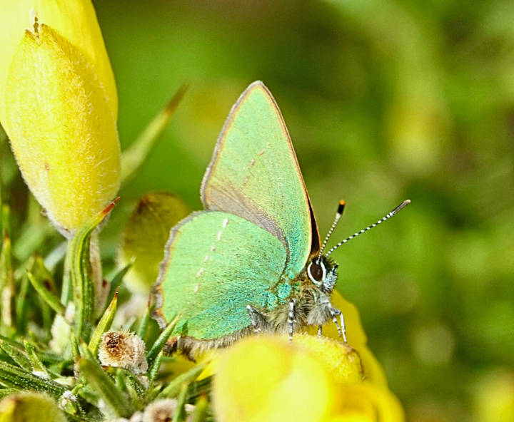 Green Hairstreak