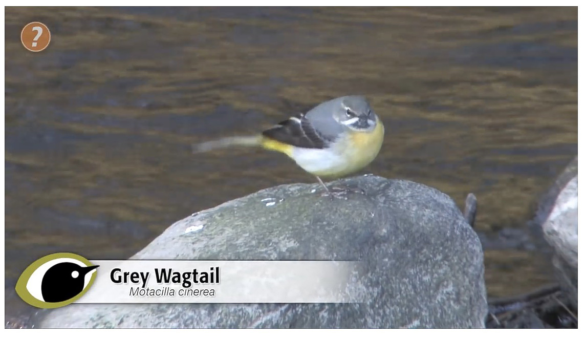 Grey Wagtail
