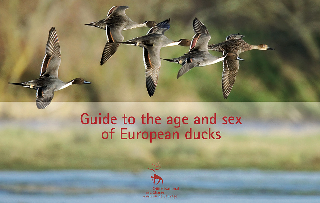 Guide to Ducks