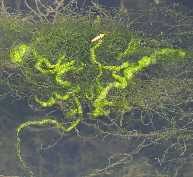 Gut Weed