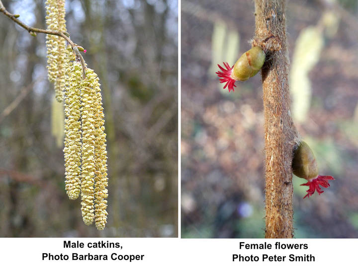 Hazel flowers