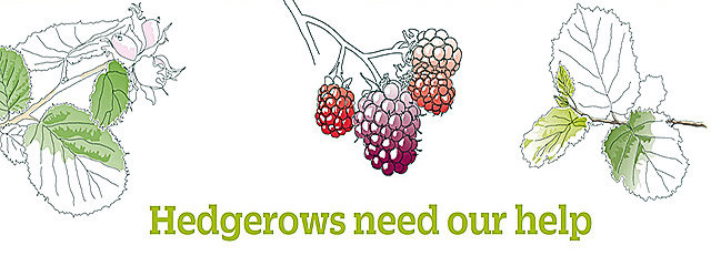 Hedgerows