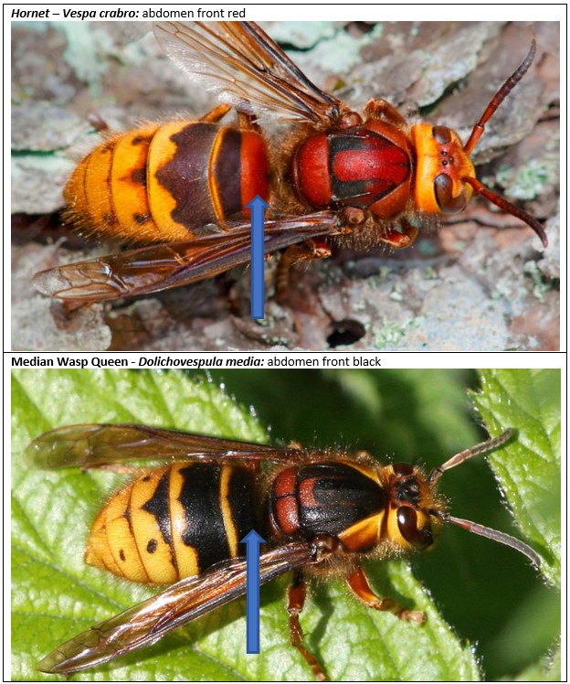 Hornet