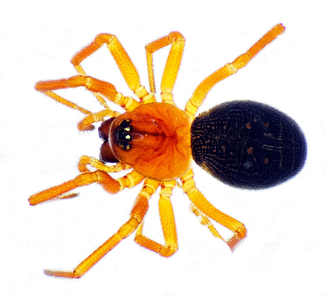 Hypomma bituberculatum