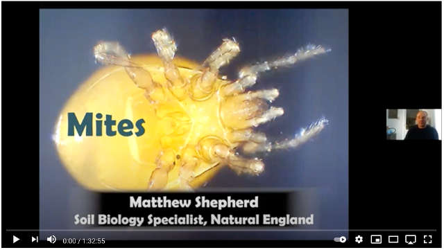Identifying Mites