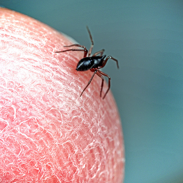 Incy Wincy Spider