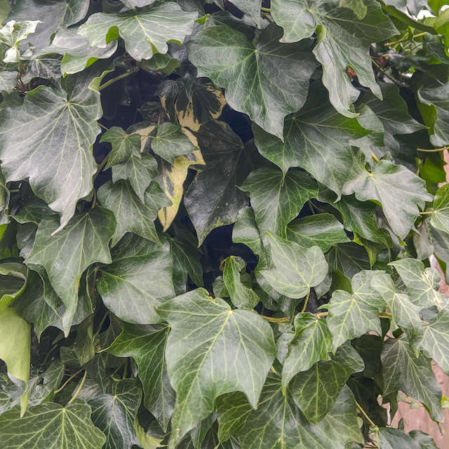 Ivy